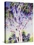 Gum Tree, Australia-Robert Tyndall-Stretched Canvas