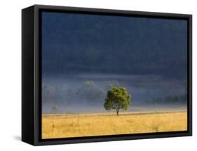 Gum Tree, Kosciuszko National Park, New South Wales, Australia, Pacific-Schlenker Jochen-Framed Stretched Canvas