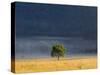 Gum Tree, Kosciuszko National Park, New South Wales, Australia, Pacific-Schlenker Jochen-Stretched Canvas