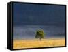 Gum Tree, Kosciuszko National Park, New South Wales, Australia, Pacific-Schlenker Jochen-Framed Stretched Canvas