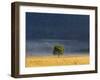 Gum Tree, Kosciuszko National Park, New South Wales, Australia, Pacific-Schlenker Jochen-Framed Photographic Print