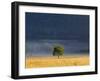 Gum Tree, Kosciuszko National Park, New South Wales, Australia, Pacific-Schlenker Jochen-Framed Photographic Print