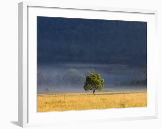 Gum Tree, Kosciuszko National Park, New South Wales, Australia, Pacific-Schlenker Jochen-Framed Photographic Print