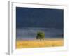 Gum Tree, Kosciuszko National Park, New South Wales, Australia, Pacific-Schlenker Jochen-Framed Photographic Print