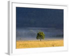 Gum Tree, Kosciuszko National Park, New South Wales, Australia, Pacific-Schlenker Jochen-Framed Photographic Print