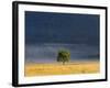 Gum Tree, Kosciuszko National Park, New South Wales, Australia, Pacific-Schlenker Jochen-Framed Photographic Print