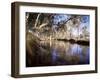 Gum Trees Beside Hann River, Central Gibb River Road, Kimberley, Western Australia, Australia-Richard Ashworth-Framed Photographic Print