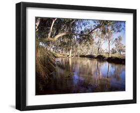 Gum Trees Beside Hann River, Central Gibb River Road, Kimberley, Western Australia, Australia-Richard Ashworth-Framed Photographic Print