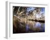 Gum Trees Beside Hann River, Central Gibb River Road, Kimberley, Western Australia, Australia-Richard Ashworth-Framed Photographic Print