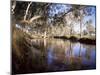 Gum Trees Beside Hann River, Central Gibb River Road, Kimberley, Western Australia, Australia-Richard Ashworth-Mounted Photographic Print