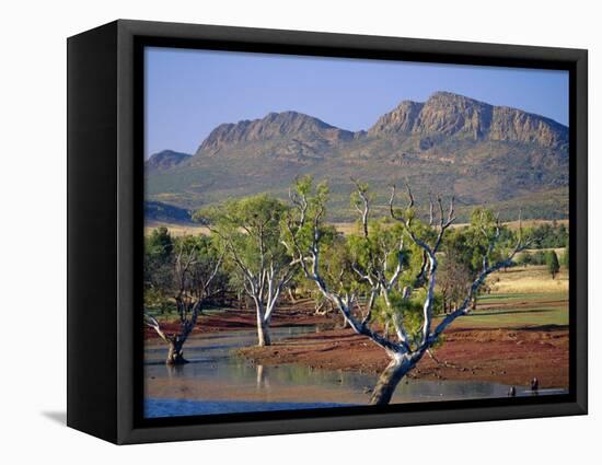 Gum Trees in a Billabong at the South West Escarpment of Wilpena Pound, South Australia, Australia-Robert Francis-Framed Stretched Canvas