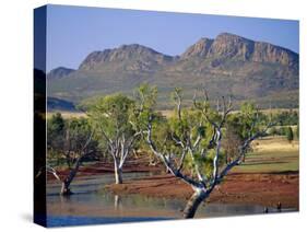 Gum Trees in a Billabong at the South West Escarpment of Wilpena Pound, South Australia, Australia-Robert Francis-Stretched Canvas