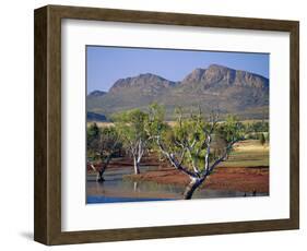 Gum Trees in a Billabong at the South West Escarpment of Wilpena Pound, South Australia, Australia-Robert Francis-Framed Photographic Print