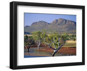Gum Trees in a Billabong at the South West Escarpment of Wilpena Pound, South Australia, Australia-Robert Francis-Framed Photographic Print