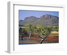 Gum Trees in a Billabong at the South West Escarpment of Wilpena Pound, South Australia, Australia-Robert Francis-Framed Photographic Print