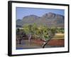 Gum Trees in a Billabong at the South West Escarpment of Wilpena Pound, South Australia, Australia-Robert Francis-Framed Photographic Print