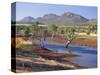 Gum Trees in a Billabong, Flinders Range National Park, South Australia, Australia-Robert Francis-Stretched Canvas