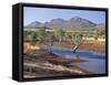 Gum Trees in a Billabong, Flinders Range National Park, South Australia, Australia-Robert Francis-Framed Stretched Canvas