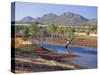 Gum Trees in a Billabong, Flinders Range National Park, South Australia, Australia-Robert Francis-Stretched Canvas