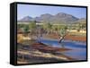 Gum Trees in a Billabong, Flinders Range National Park, South Australia, Australia-Robert Francis-Framed Stretched Canvas