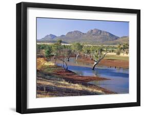 Gum Trees in a Billabong, Flinders Range National Park, South Australia, Australia-Robert Francis-Framed Photographic Print