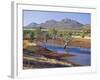 Gum Trees in a Billabong, Flinders Range National Park, South Australia, Australia-Robert Francis-Framed Photographic Print