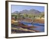 Gum Trees in a Billabong, Flinders Range National Park, South Australia, Australia-Robert Francis-Framed Photographic Print