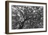 Gum Trees Near Recoleta Section of Buenos Aires-James White-Framed Photographic Print