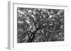 Gum Trees Near Recoleta Section of Buenos Aires-James White-Framed Photographic Print