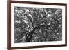 Gum Trees Near Recoleta Section of Buenos Aires-James White-Framed Photographic Print