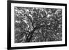 Gum Trees Near Recoleta Section of Buenos Aires-James White-Framed Photographic Print