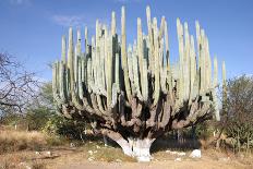 Giant Cactuses-Gumbao-Photographic Print