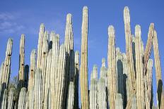 Giant Cactuses-Gumbao-Photographic Print