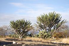 Giant Cactuses-Gumbao-Photographic Print