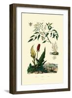 Gumbo Limbo, 1833-39-null-Framed Giclee Print