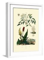 Gumbo Limbo, 1833-39-null-Framed Giclee Print