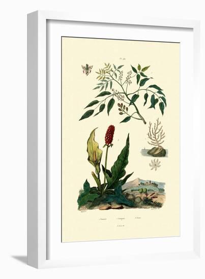 Gumbo Limbo, 1833-39-null-Framed Giclee Print