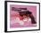 Gun, c.1981-82 (Black, White, Red on Pink)-Andy Warhol-Framed Giclee Print