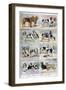 Gun Dogs, 1897-P Mahler-Framed Giclee Print