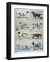 Gun Dogs, 1897-P Mahler-Framed Giclee Print