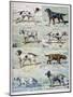 Gun Dogs, 1897-P Mahler-Mounted Giclee Print