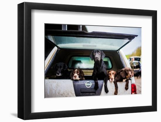 Gun dogs in the back of 4x4 on a shoot in Wiltshire, England-John Alexander-Framed Photographic Print