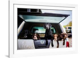 Gun dogs in the back of 4x4 on a shoot in Wiltshire, England-John Alexander-Framed Photographic Print