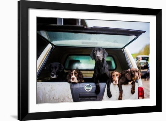 Gun dogs in the back of 4x4 on a shoot in Wiltshire, England-John Alexander-Framed Photographic Print