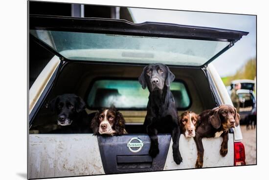 Gun dogs in the back of 4x4 on a shoot in Wiltshire, England-John Alexander-Mounted Photographic Print