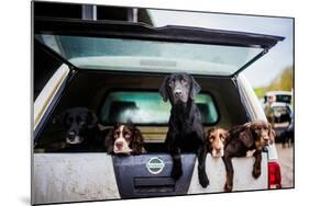 Gun dogs in the back of 4x4 on a shoot in Wiltshire, England-John Alexander-Mounted Photographic Print