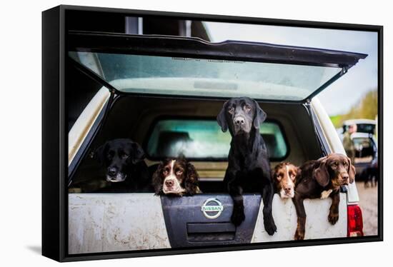 Gun dogs in the back of 4x4 on a shoot in Wiltshire, England-John Alexander-Framed Stretched Canvas