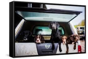 Gun dogs in the back of 4x4 on a shoot in Wiltshire, England-John Alexander-Framed Stretched Canvas