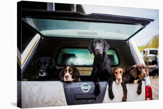Gun dogs in the back of 4x4 on a shoot in Wiltshire, England-John Alexander-Stretched Canvas