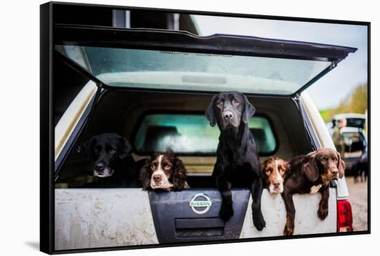 Gun dogs in the back of 4x4 on a shoot in Wiltshire, England-John Alexander-Framed Stretched Canvas